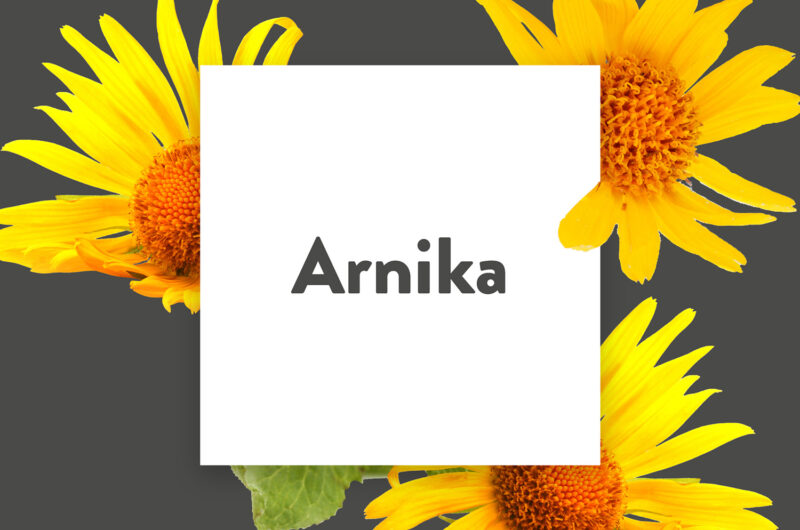 Pflanze-des-Monats-Arnika