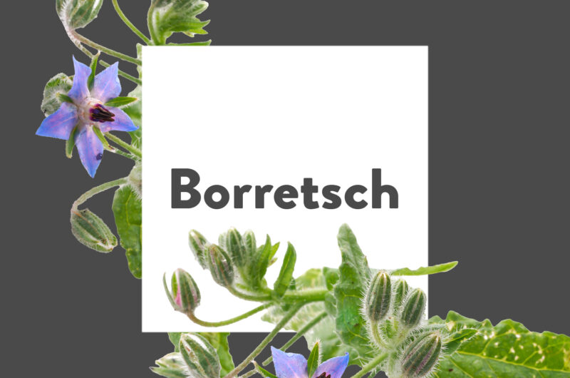 Pflanze-des-Monats-Borretsch