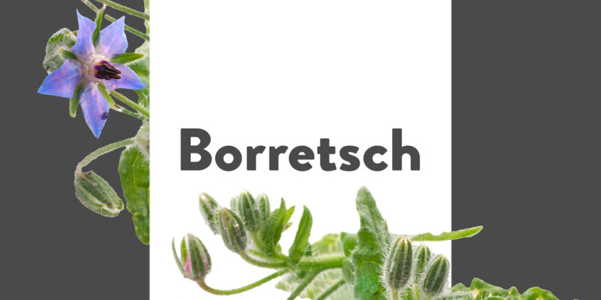 Pflanze-des-Monats-Borretsch