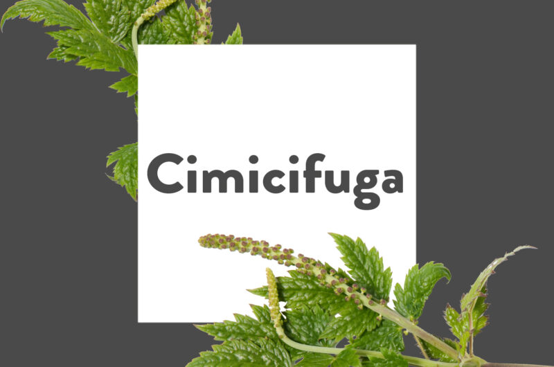 Pflanze-des-Monats-Cimicifuga