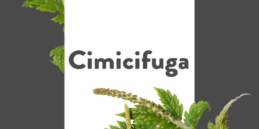 Pflanze-des-Monats-Cimicifuga