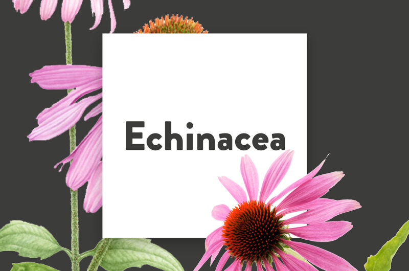 Pflanze-des-Monats-Echinacea
