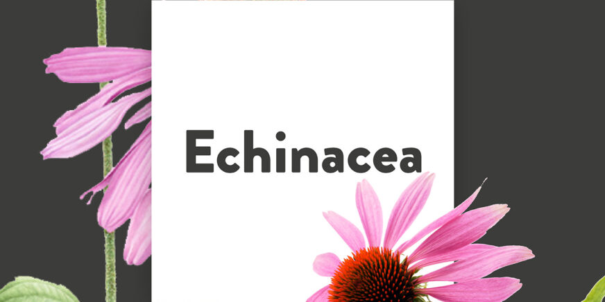 Pflanze-des-Monats-Echinacea