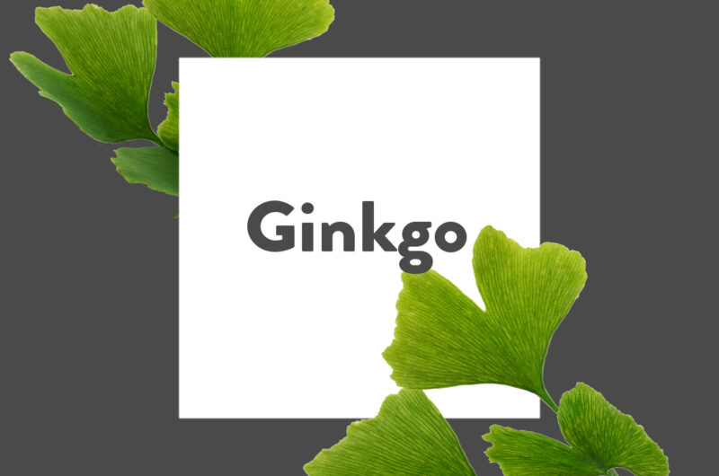 Pflanze-des-Monats-Ginkgo