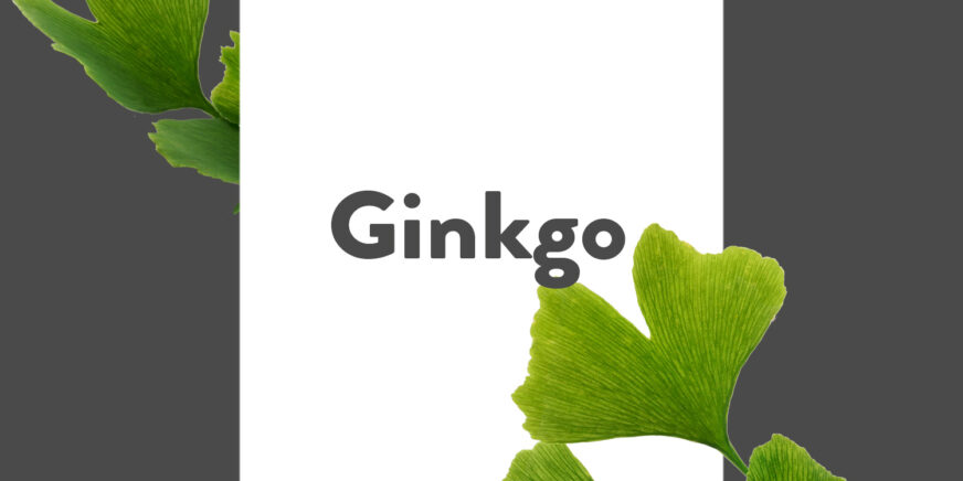 Pflanze-des-Monats-Ginkgo