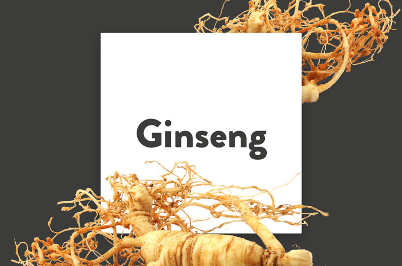 Pflanze-des-Monats-Ginseng