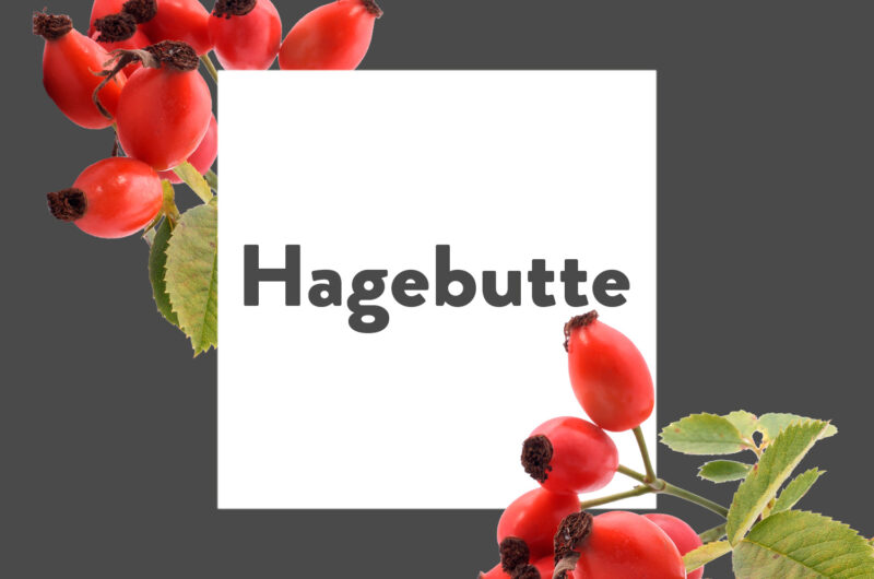 Pflanze-des-Monats-Hagebutte