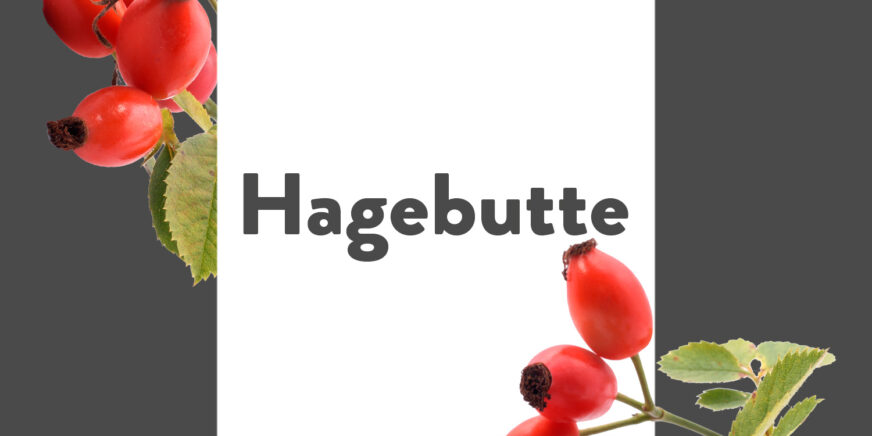 Pflanze-des-Monats-Hagebutte