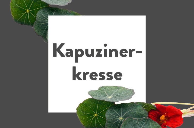 Pflanze-des-Monats-Kapuzinerkresse