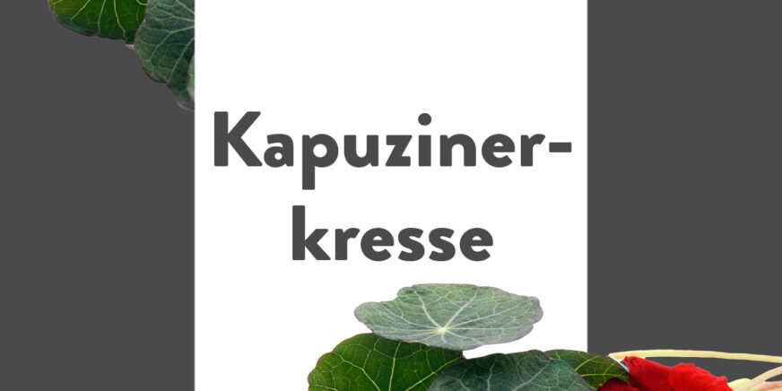 Pflanze-des-Monats-Kapuzinerkresse