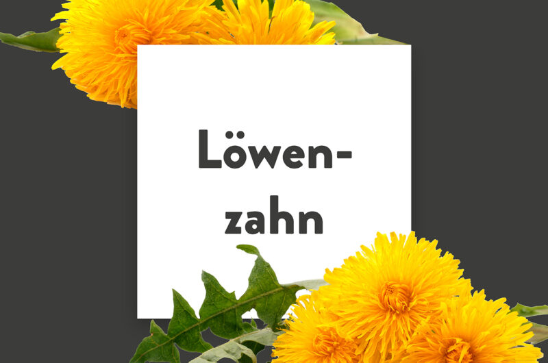 Pflanze-des-Monats-Löwenzahn