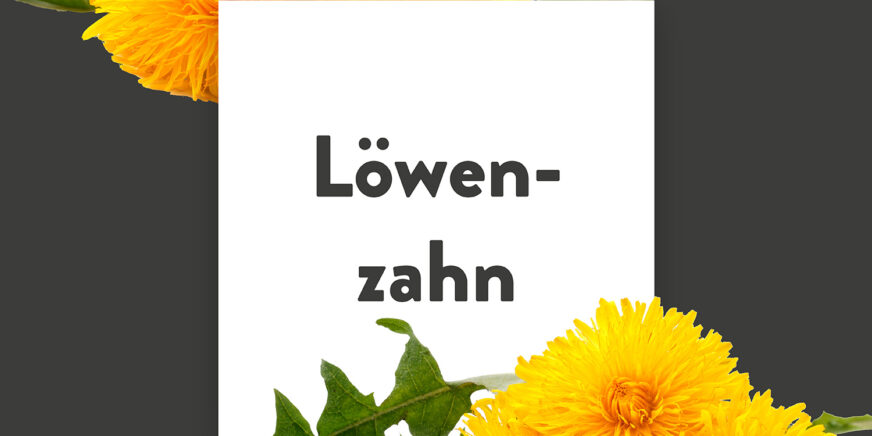 Pflanze-des-Monats-Löwenzahn