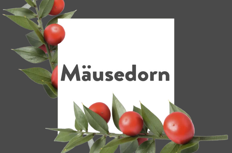 Pflanze-des-Monats-Mäusedorn