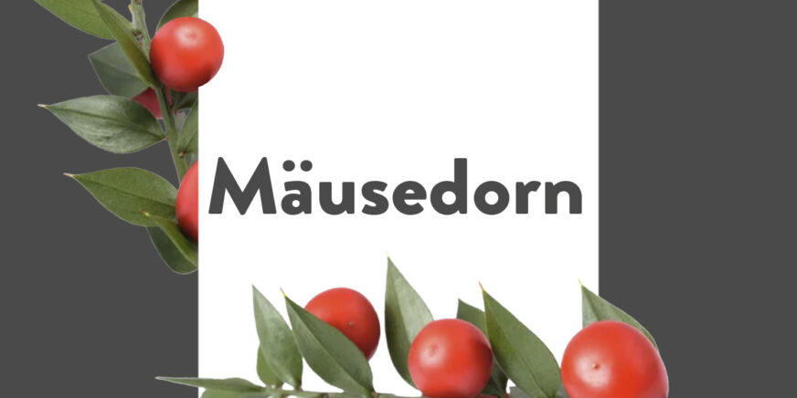 Pflanze-des-Monats-Mäusedorn