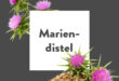 Pflanze-des-Monats-Mariendistel
