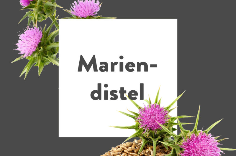 Pflanze-des-Monats-Mariendistel