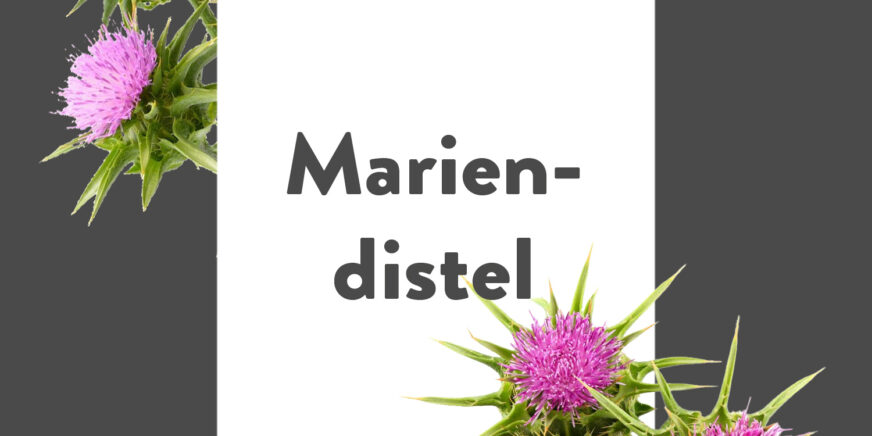 Pflanze-des-Monats-Mariendistel