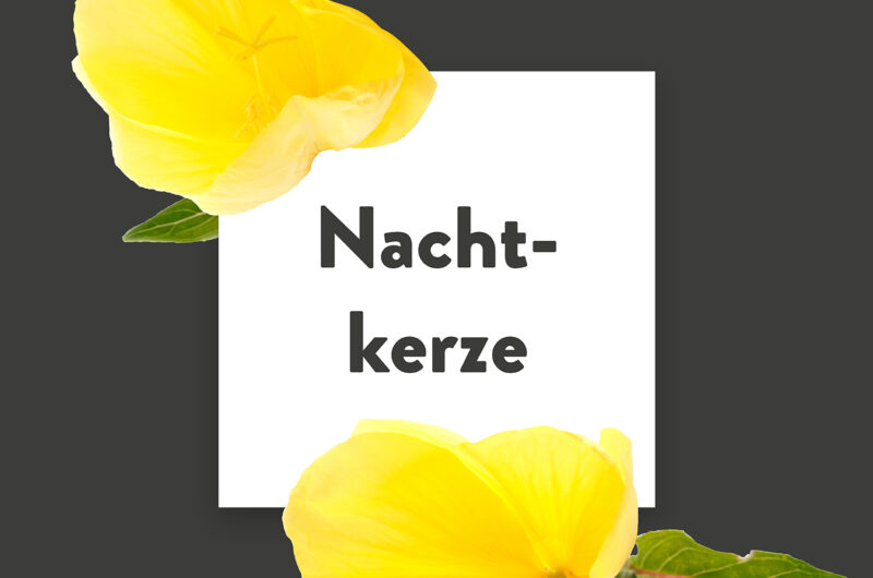 Pflanze-des-Monats-Nachtkerze