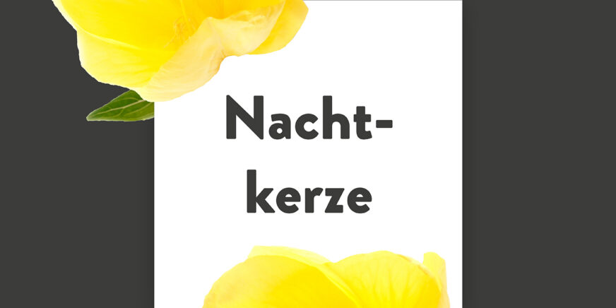 Pflanze-des-Monats-Nachtkerze