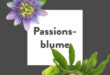 Pflanze-des-Monats-Passionsblume