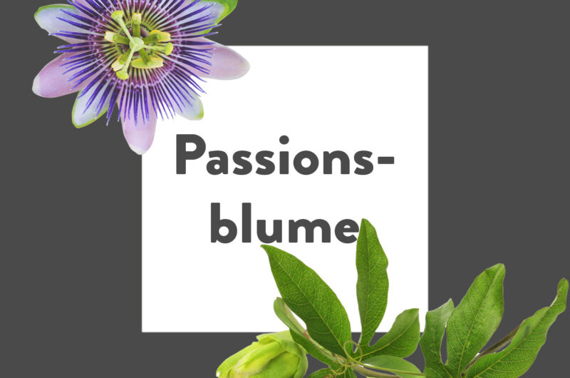 Pflanze-des-Monats-Passionsblume