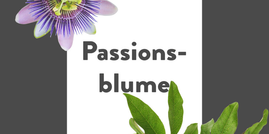 Pflanze-des-Monats-Passionsblume