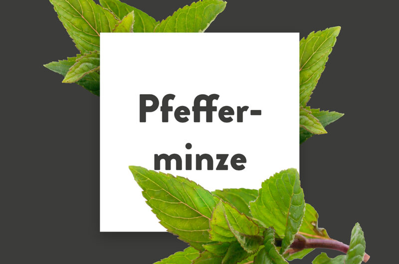 Pflanze-des-Monats-Pfefferminze