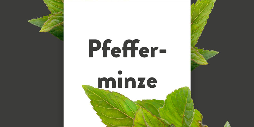 Pflanze-des-Monats-Pfefferminze