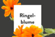 Pflanze-des-Monats-Ringelblume
