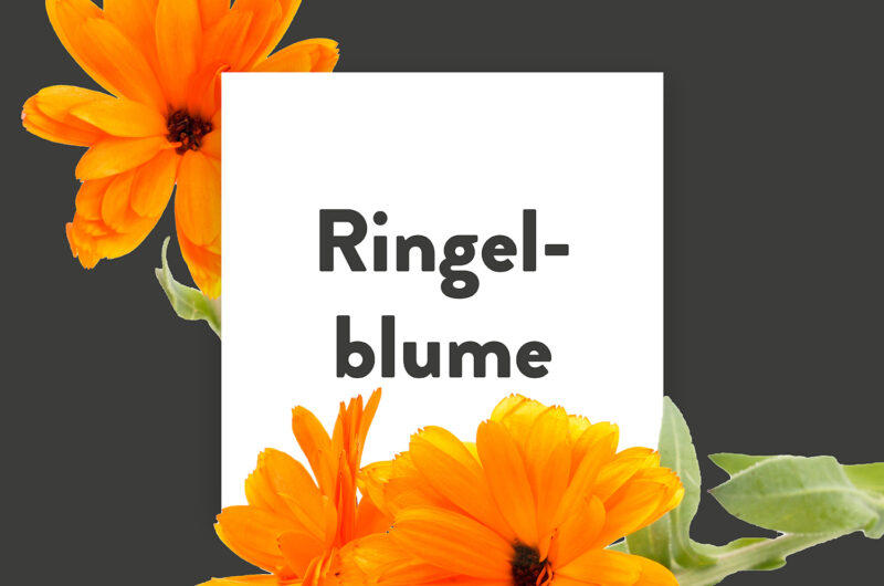 Pflanze-des-Monats-Ringelblume