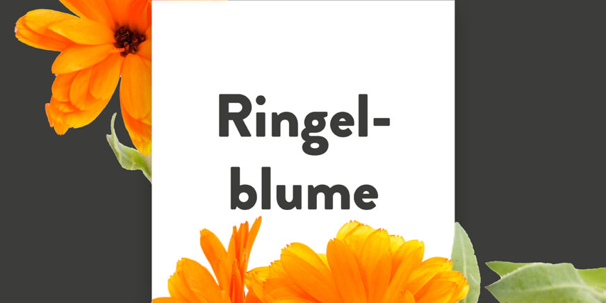 Pflanze-des-Monats-Ringelblume