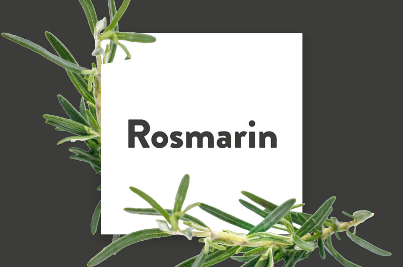 Pflanze-des-Monats-Rosmarin