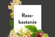 Pflanze-des-Monats-Rosskastanien