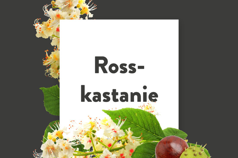 Pflanze-des-Monats-Rosskastanien