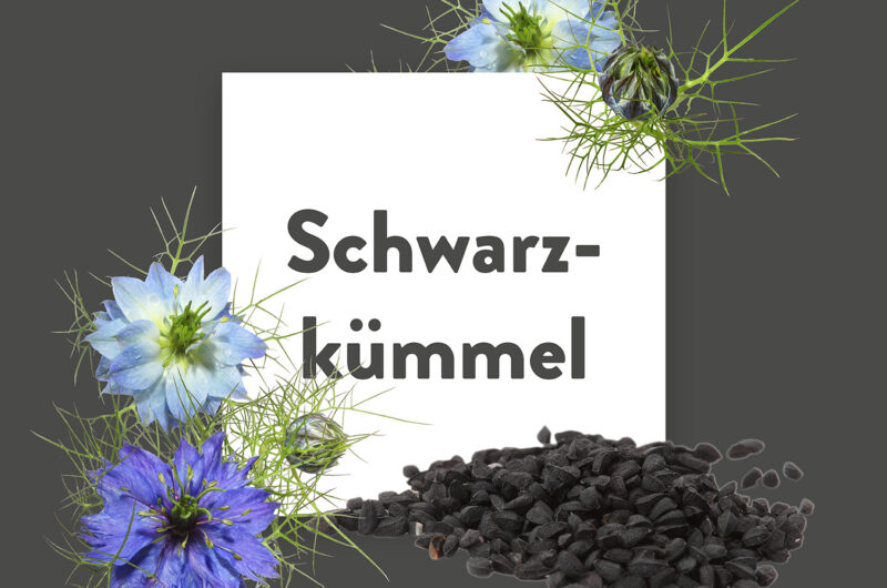 Pflanze-des-Monats-Schwarzkümmel