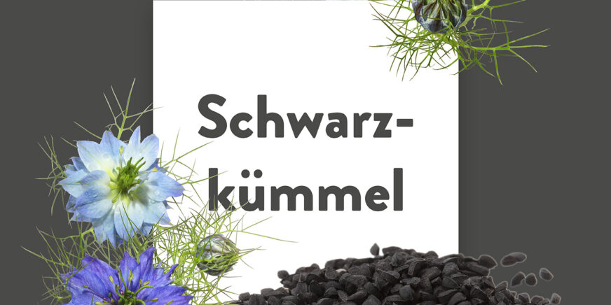 Pflanze-des-Monats-Schwarzkümmel