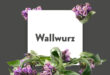 Pflanze-des-Monats-Wallwurz