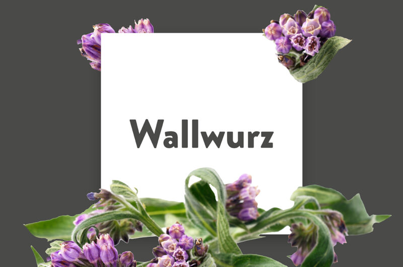 Pflanze-des-Monats-Wallwurz