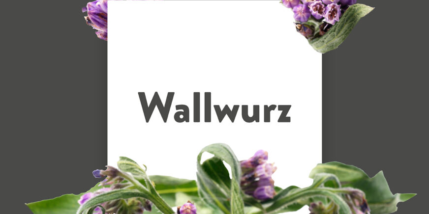 Pflanze-des-Monats-Wallwurz
