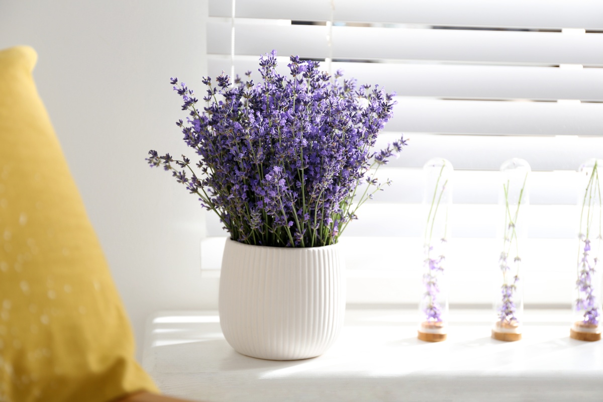 Lavendel vereint Schönheit, Duft und Mückenschutz auf charmante Weise Lavendel
