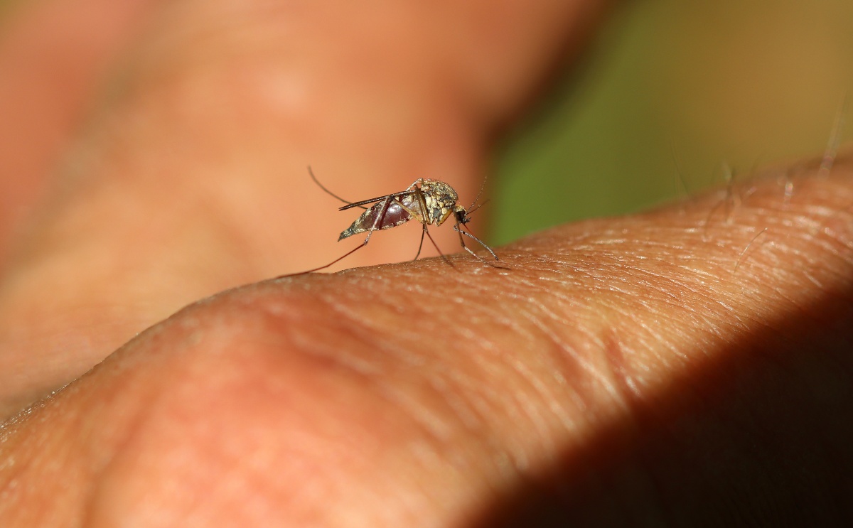 Für Entomologen (Insektenforscher) sicherlich faszinierend - für die meisten sind Mücken jedoch unerwünschte Plagegeister Mücke-Nahaufnahme