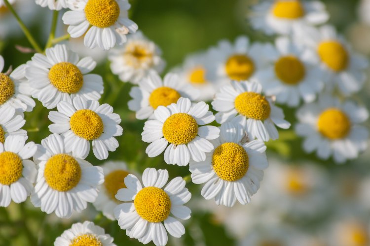 Mutterkaut-in-der-freien-Natur