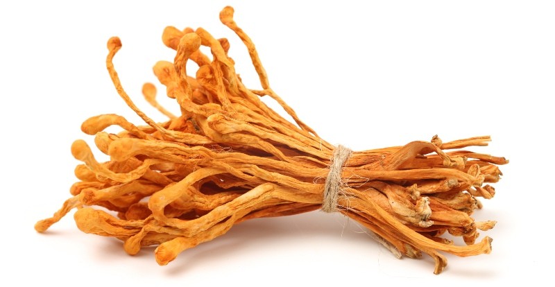 Cordyceps-Pilz-natur