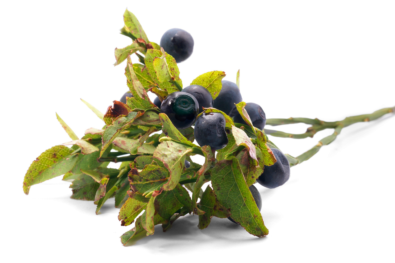 Heidelbeeren