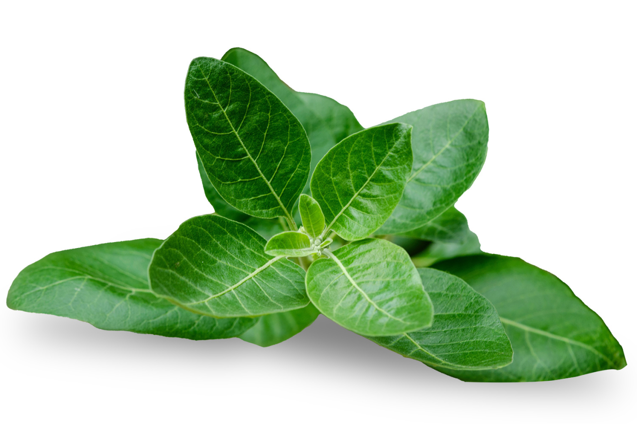 Ashwagandha