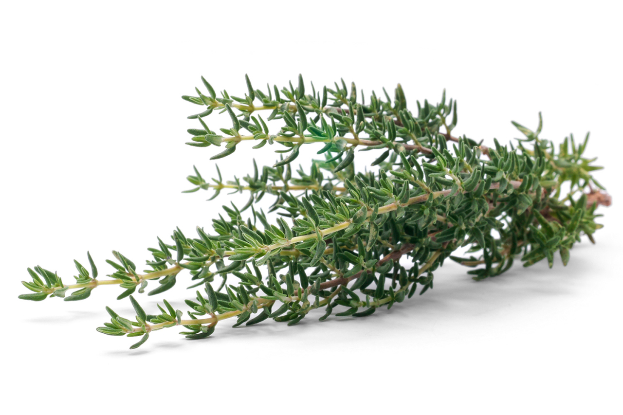 Thymian