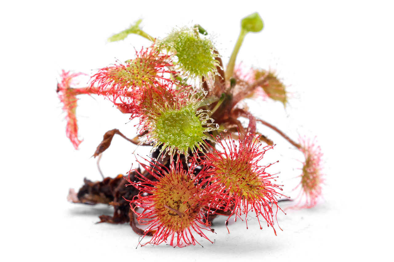 Drosera