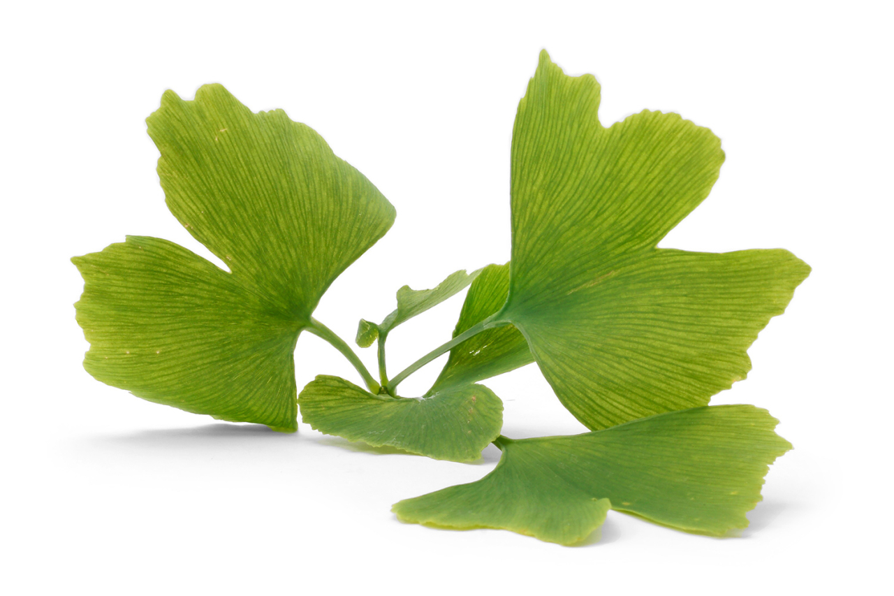 Ginkgo