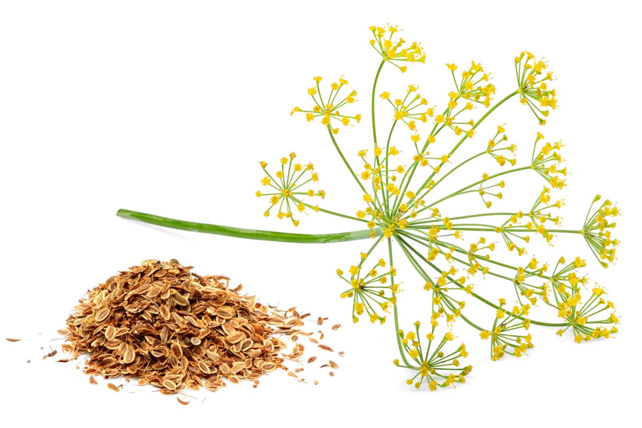 Fenchel