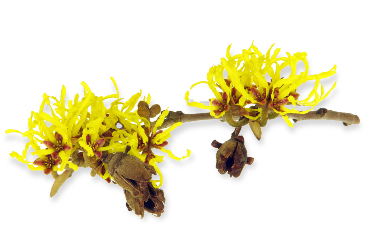 Hamamelis